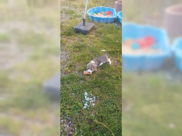 Dolcissimi cuccioli di Beagle - Foto 6