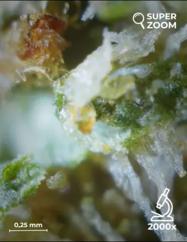 OG Kush - Foto 5
