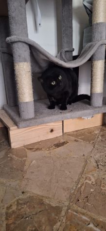 Momo splendido gattino - Foto 5
