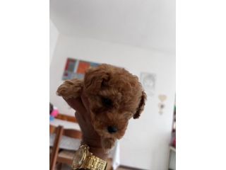 Barboncino toy