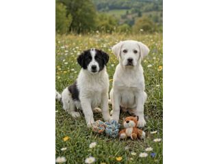 Cuccioli simil labrador cercano casa