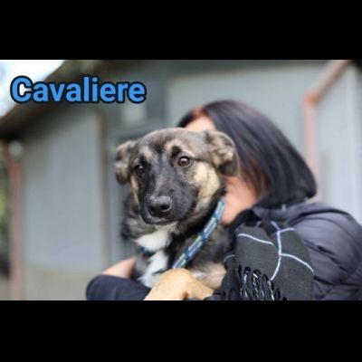 LORICA E CAVALIERE CUCCIOLI IN ADOZIONE - Foto 4