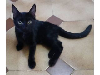 Puma gattino