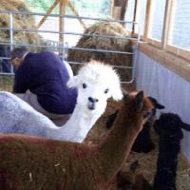 Agriturismo Il Beccafico Alpaca