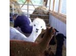 Agriturismo Il Beccafico Alpaca