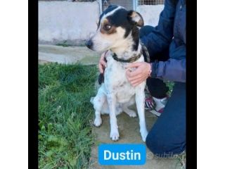 DUSTIN DOLCE EQUILIBRATO AFFETTUOSO CAGNOLINO IN ADOZIONE
