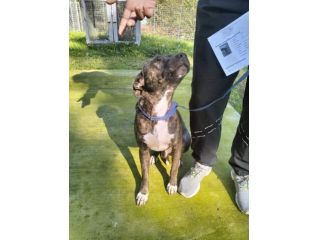 Apollo simil amstaff