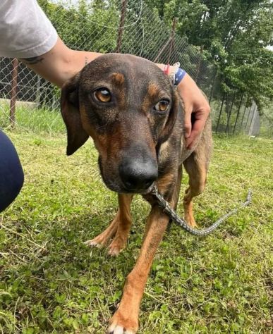 MELAMPO, OCCHIONI DOLCI, CAGNOLINO IN ADOZIONE - Foto 6
