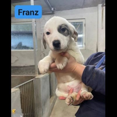 CUCCIOLI IN ADOZIONE - Foto 10