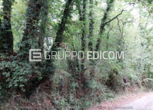 Terreno di 8296 mq in vendita a Villafranca in Lunigiana - Rif. 4554406 - Foto 4