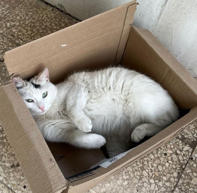 MINETTE, meravigliosa creatura - Foto 2