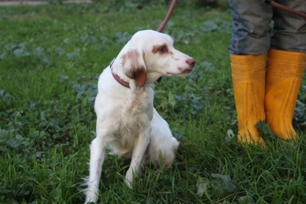 NATHALIE, piccola anima fragile a rischio canile lager - Foto 4