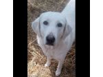 GINEVRA BELLEZZA STREPITOSA CAGNOLINA IN ADOZIONE