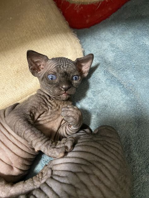 Gatti sphynx - Foto 7