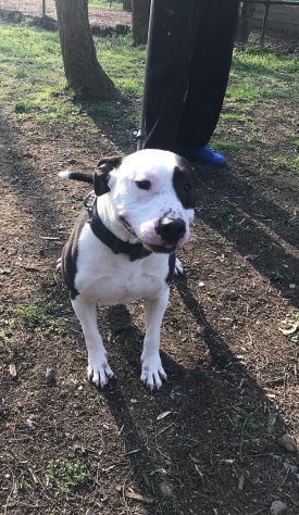 Amstaff super adulto ha tanto bisogno di trovare casa! Pavia - Foto 3