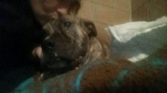 SIMBA, il molosso dei sogni - Foto 4