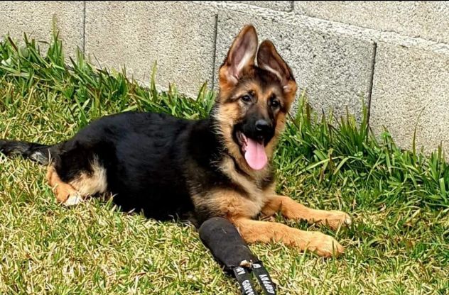 Cuccioli pastore tedesco pelo lungo e pelo normale a - Foto 6