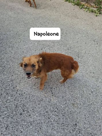 Napoleone e Garibaldi taglia mini 6 kg - Foto 6