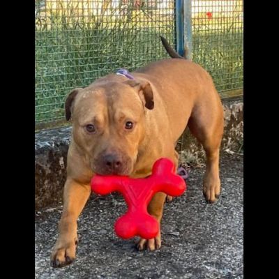 EMMER UNA NUOVA VITA, CANE IN ADOZIONE