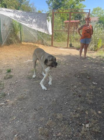 Beau - Foto 6