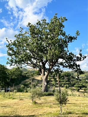 Vendesi azienda agricola biologica con uliveto, querce e casale – Altomonte (CS) - Foto 5