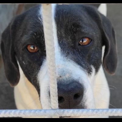 MARILU' tranquilla e pacata, taglia media. CANE IN ADOZIONE - Foto 5