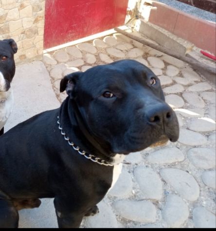 Simil amstaff - Foto 2