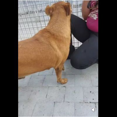 RED CERCA SALVEZZA CANE IN ADOZIONE - Foto 5
