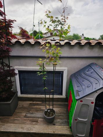 VENDO 3 PIANTE DI ACER PALMATUM ANGUILLARA SABAZIA - Foto 5