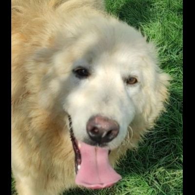 STANNO CRESCENDO IN CANILE; MERITANO UNA VITA . GIOVANI CAGNOLINI IN ADOZIONE - Foto 8
