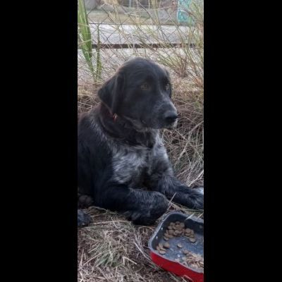 GIULIA e ODETTE una teglia per due CAGNOLINE IN ADOZIONE - Foto 3