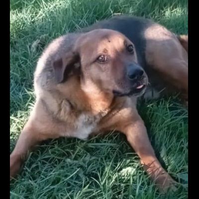 BULLO CONCENTRATO DI TENEREZZA, CANE IN ADOZIONE