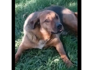 BULLO CONCENTRATO DI TENEREZZA, CANE IN ADOZIONE