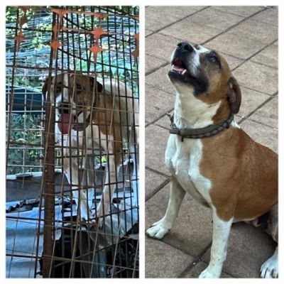 MALAWI, ADORABILE CAGNOLINA IN ADOZIONE - Foto 10