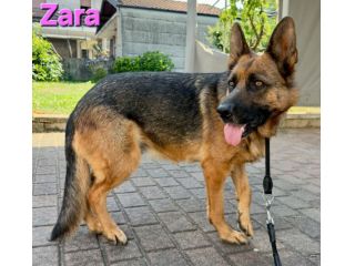 ZARA,splendida pastore tedesco abbandonata
