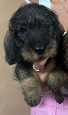 Cuccioli bassotto tedesco pelo duro con pedigree
