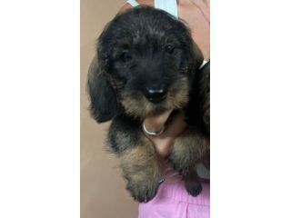 Cuccioli bassotto tedesco pelo duro con pedigree