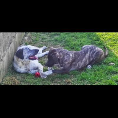 ZENO SOCIEVOLE E COCCOLONE CANE IN ADOZIONE - Foto 4