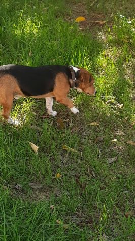 Bruno mix beagle e bassotto - Foto 4