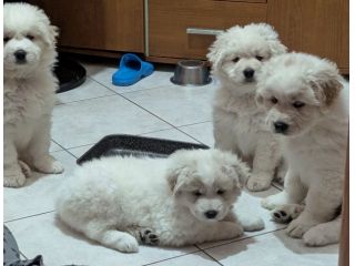 cuccioli maremmani