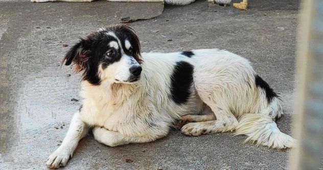 CANE IN ADOZIONE: PEGGY - Foto 3