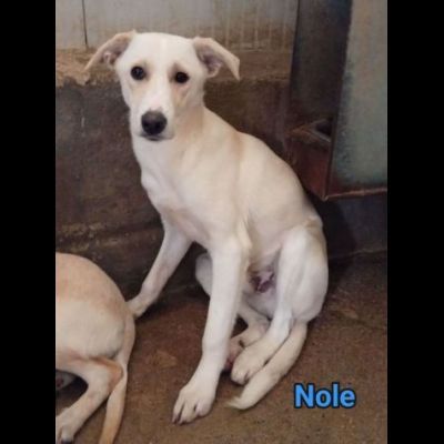 NOLE E BEN salviamoli dal canile definito CUCCIOLI IN ADOZIONE TG media contenut - Foto 2