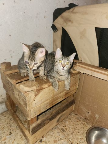 3micini quasi 3mesi tigrati vivono in 1stanza.CALABRIA - Foto 6
