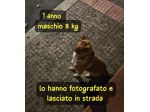 BINGO 1 ANNO 8 KG VIVE SU QUEL MARCIAPIEDE