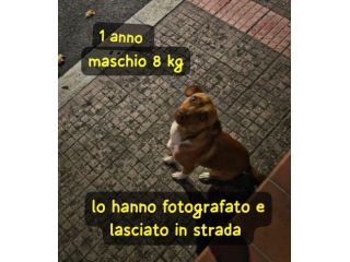BINGO 1 ANNO 8 KG VIVE SU QUEL MARCIAPIEDE