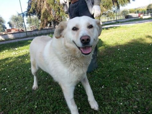 ANTONIA, bella mix labrador - Foto 5