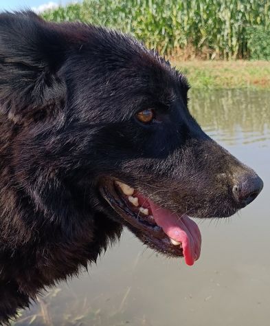 Connor, cerca casa (adozione del cuore) - Foto 5