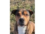 YAGO: SPLENDIDO CAGNOLONE DA ADOTTARE SUBITO