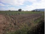 Terreno agricolo in vendita a San Lazzaro - Sarzana 2200 mq  Rif: 798752