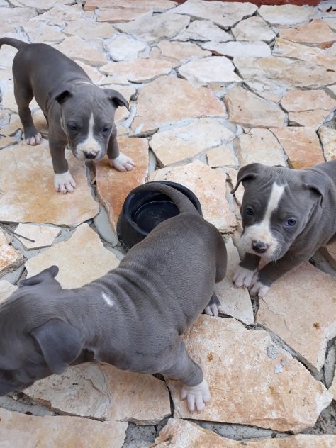 Cuccioli Amstaff Blu con pedigree in Puglia Bari Lecce Taranto Foggia - Foto 10